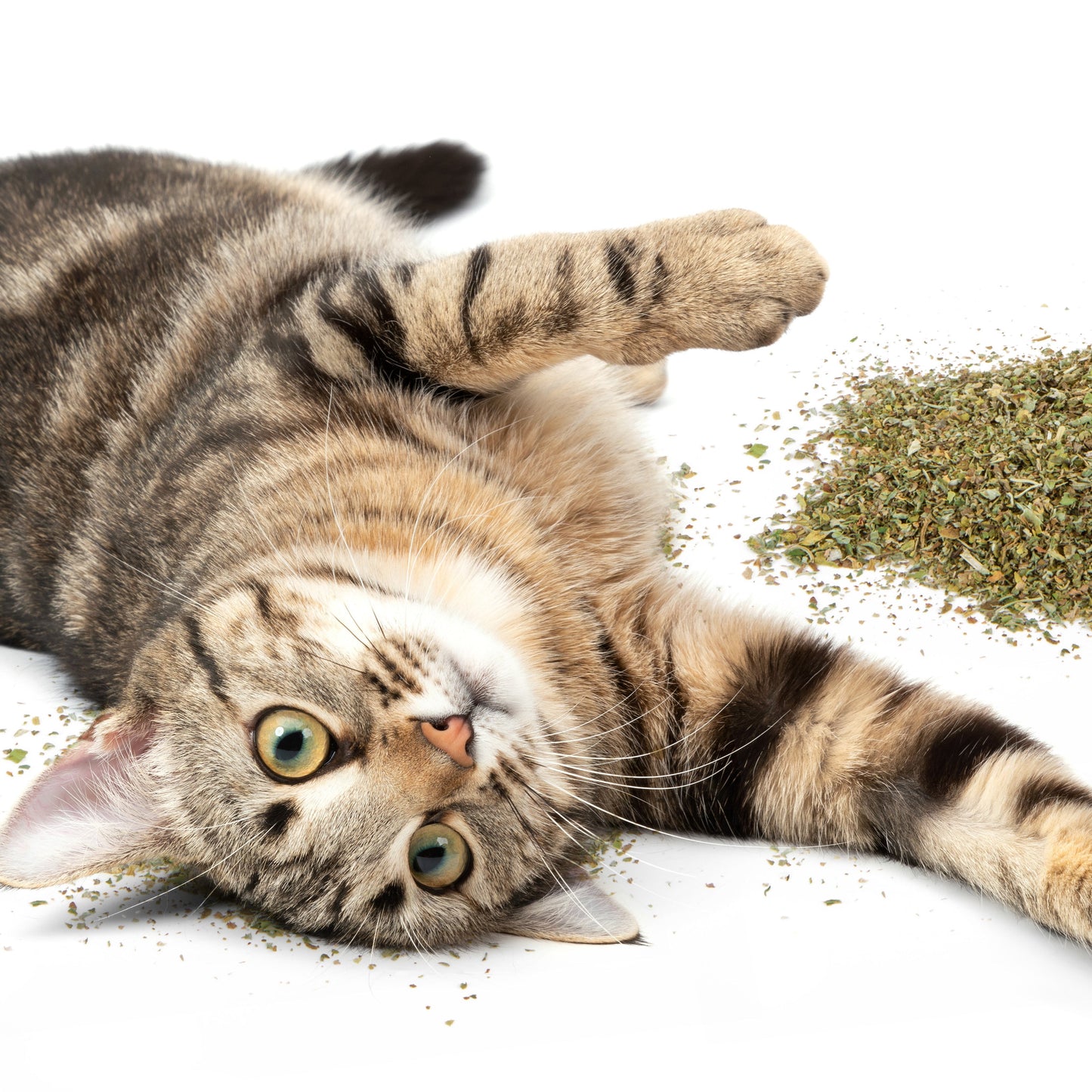 USDA Certified Organic Catnip, 2 oz Shaker Cannister
