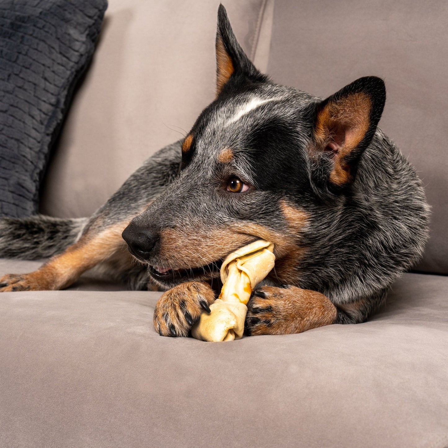 Pet Factory - Twistedz American Beefhide Bones with Meat Wrap Dog Treats