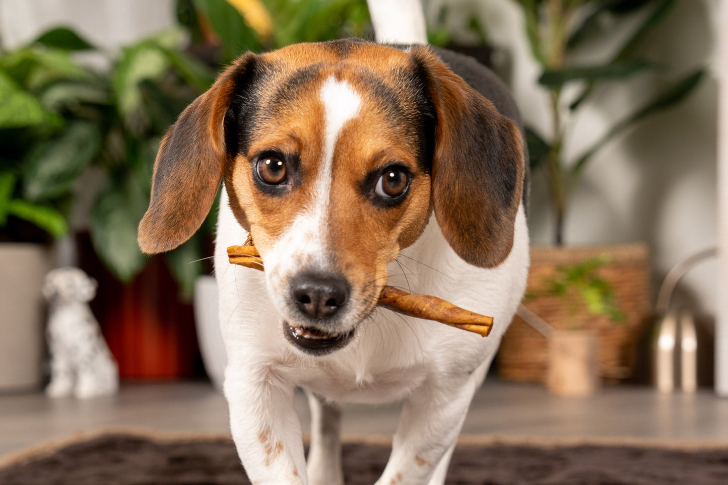 Pet Factory - American Beefhide Twist Sticks Flavored Dog Treats, 5"