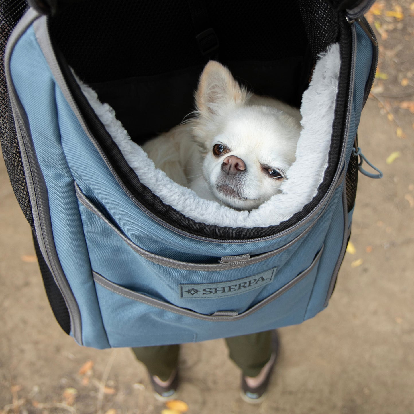 Elevation Pet Backpack for Cats & Dogs, Blue, Medium