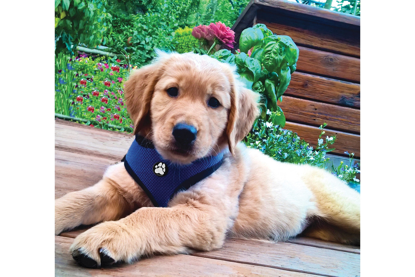 Soft & Comfy Mesh Dog Harness