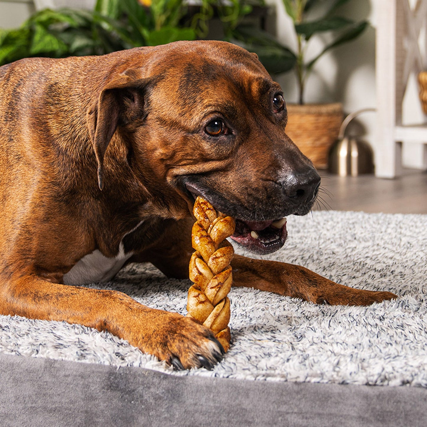 Pet Factory - Made in USA Beefhide Braided Sticks Flavored Dog Treats