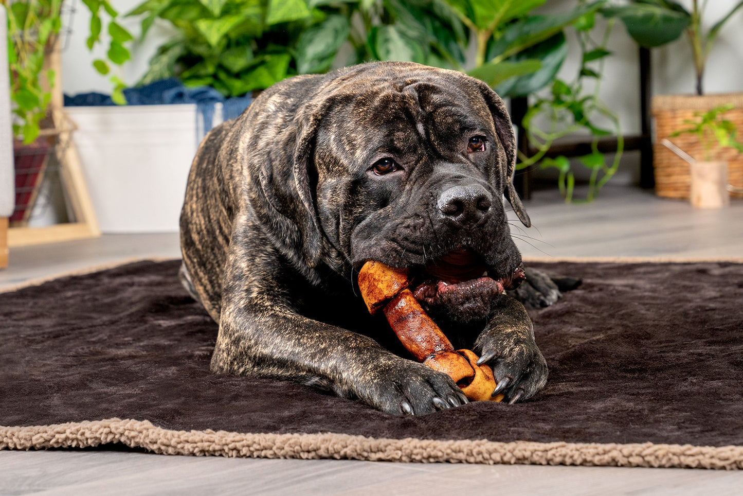 Pet Factory Made in USA Beefhide Assorted - Bones/Rolls