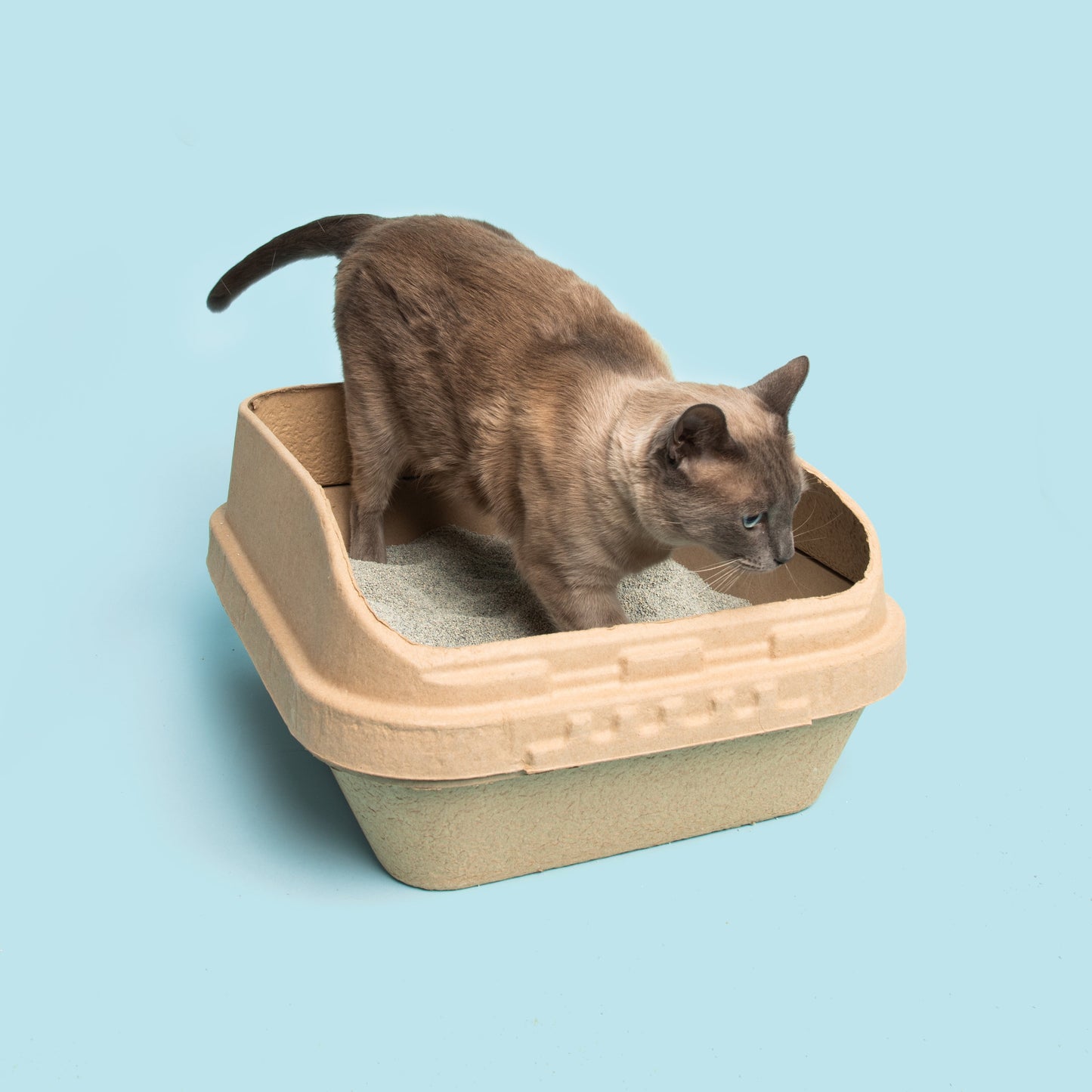 Kitty Sift Disposable Cat Litter Box Kit with Shield, Large (Set of 1 Litter Box, 3 Sifting Liners & 1 Shield)