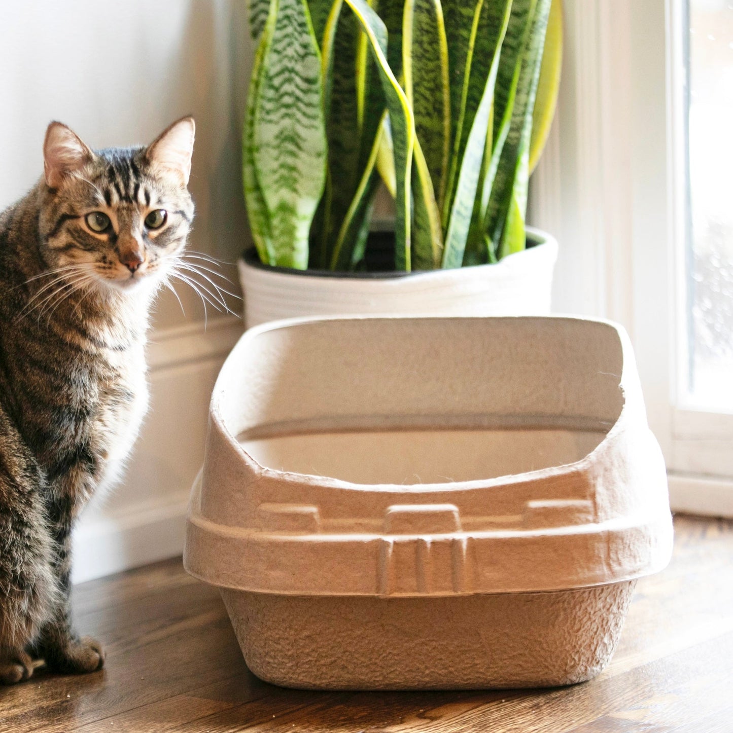 Kitty Sift Disposable Cat Litter Box Kit with Shield, Large (Set of 1 Litter Box, 3 Sifting Liners & 1 Shield)