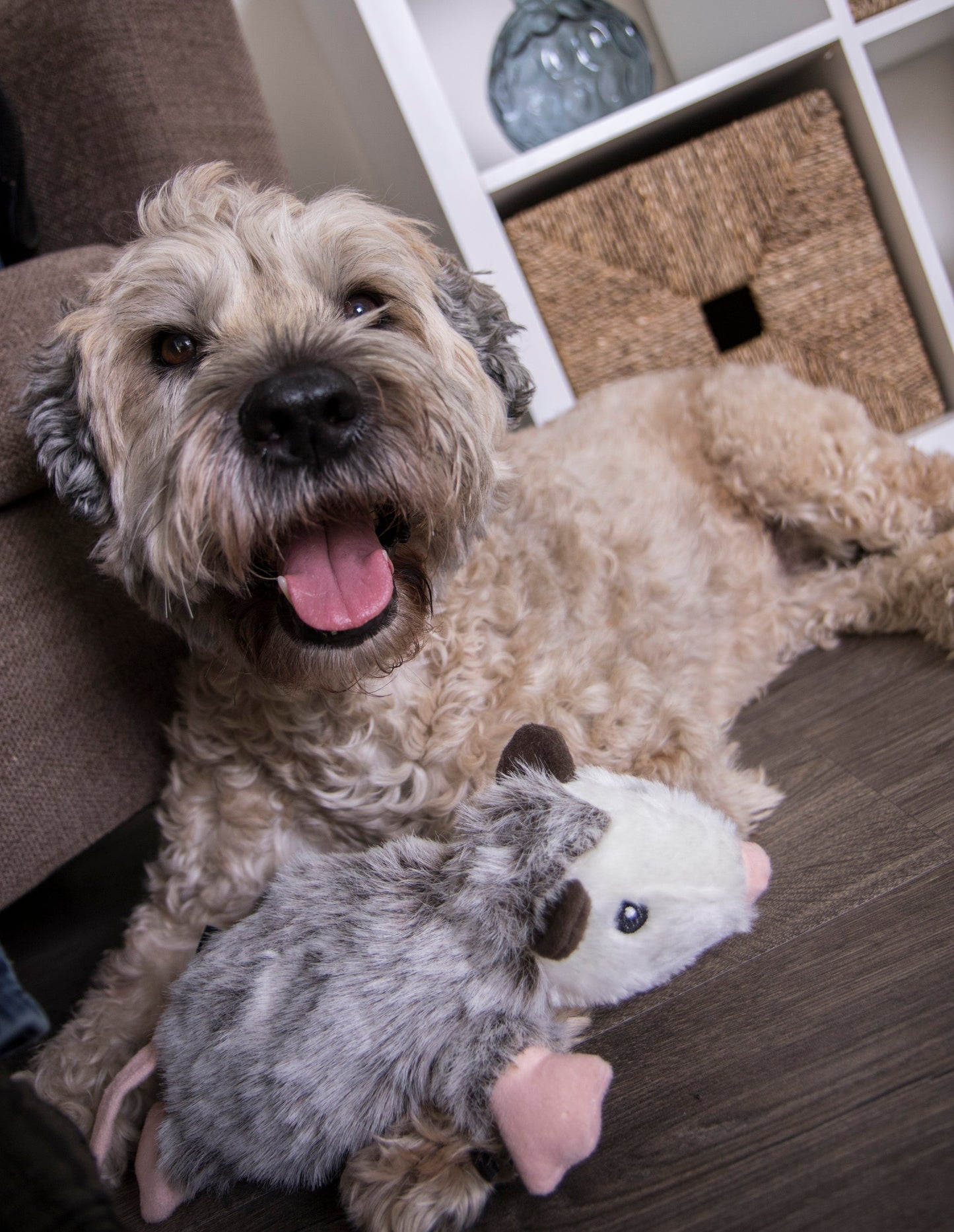 Flatz Squeaky Plush Dog Toys with Chew Guard Technology