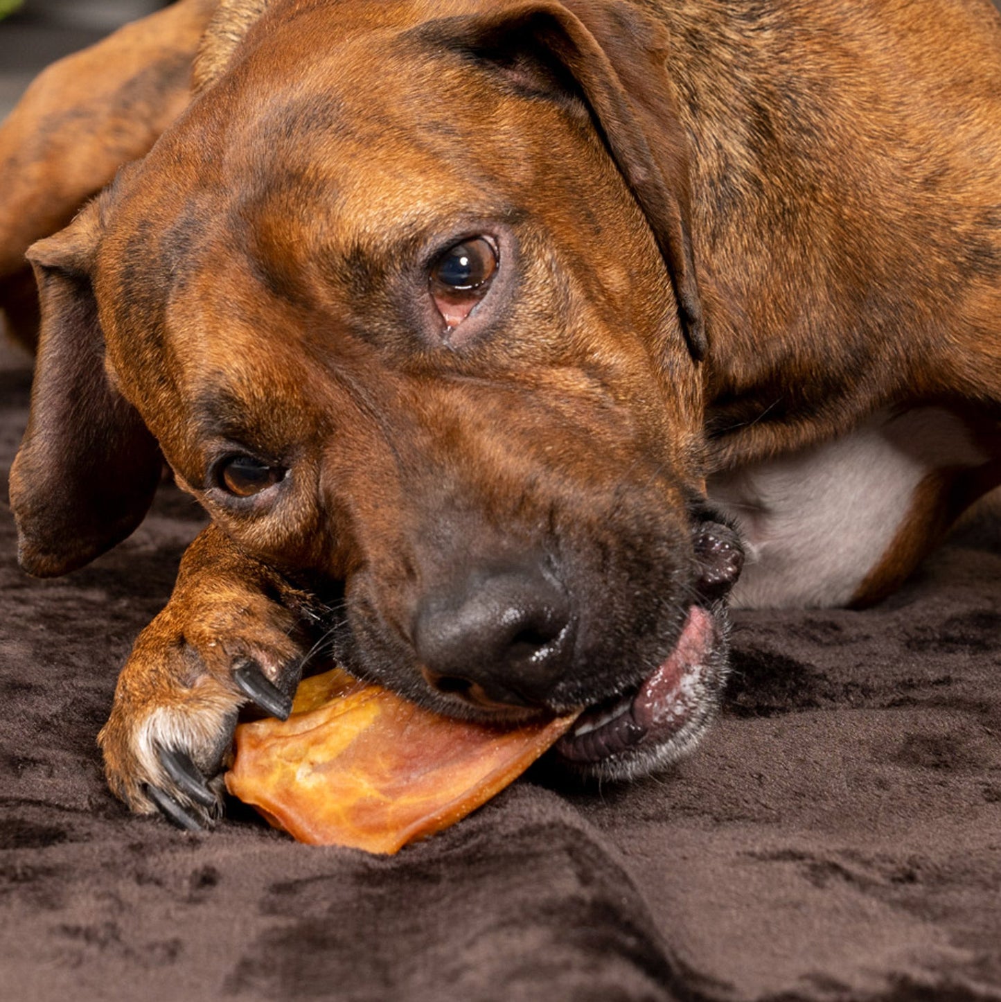 Pet Factory - Real Chewz Premium Pig Ears Dog Treat