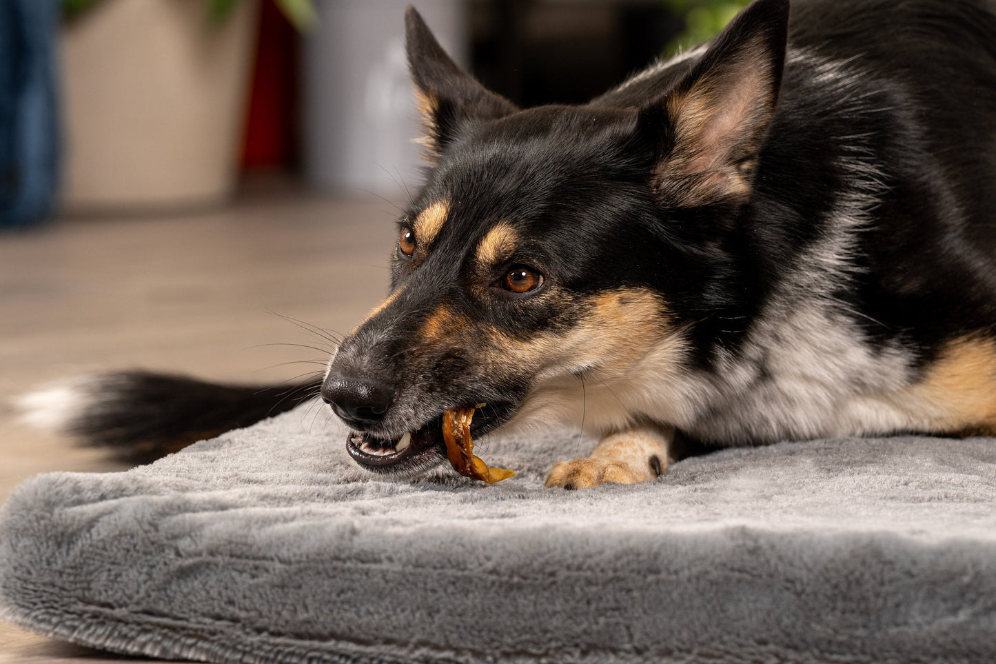 Pet Factory - Real Chewz Piggy Bites Dog Treats