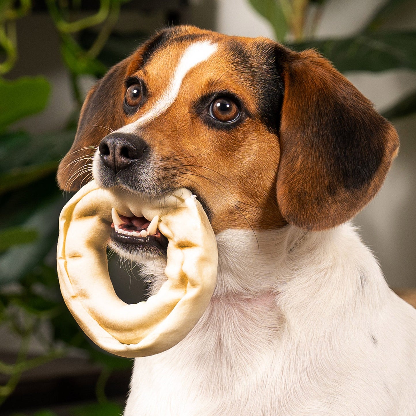 Pet Factory - American Beefhide Donuts - 3-4", 8 Count
