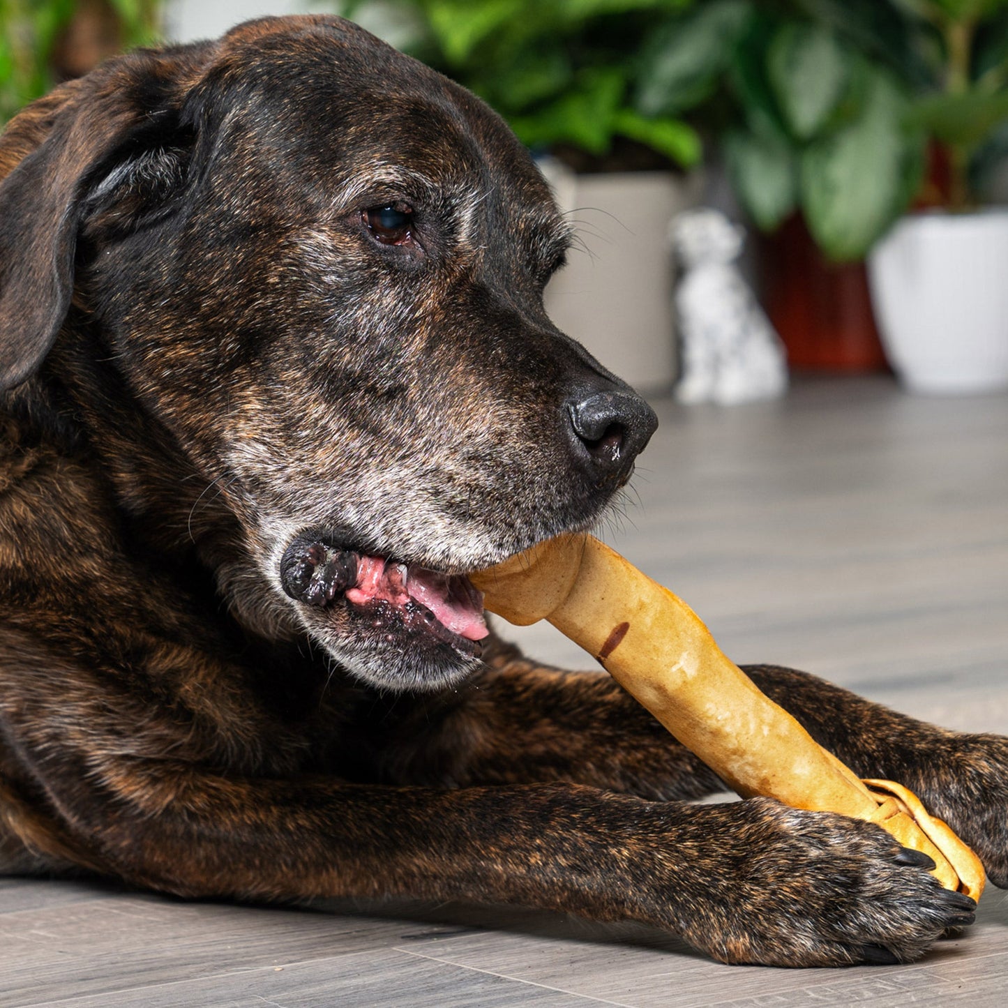Pet Factory - Made in USA Beefhide Bone Dog Treat, 12"-15", Chicken Flavored