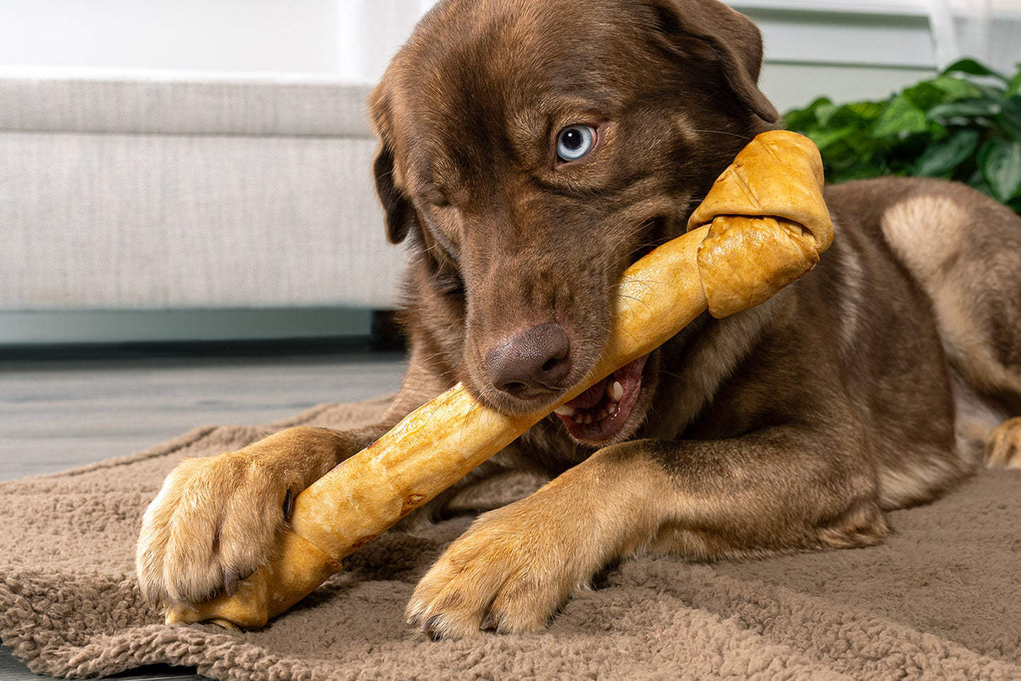 Pet Factory - Made in USA Beefhide Bone Dog Treat, 12"-15", Chicken Flavored