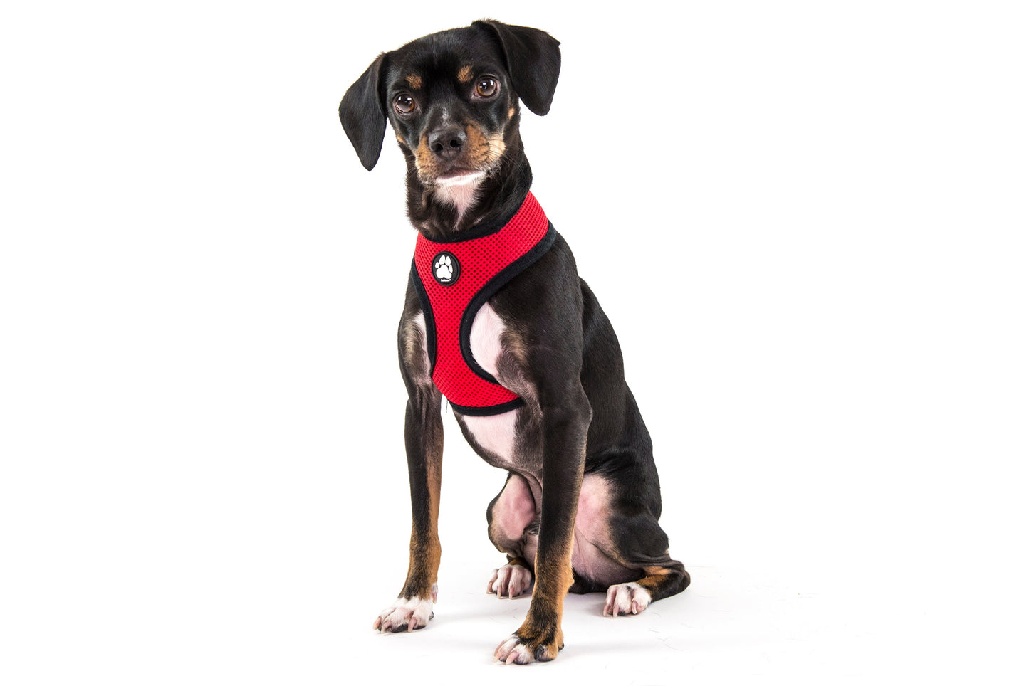 Soft & Comfy Mesh Dog Harness