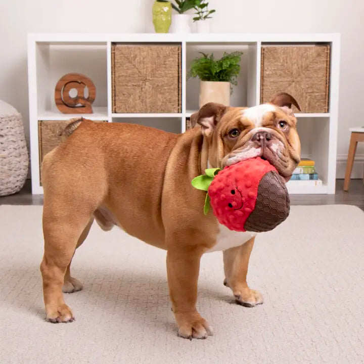 Tough 'N Fun™ Food Collection Plush Dog Toys