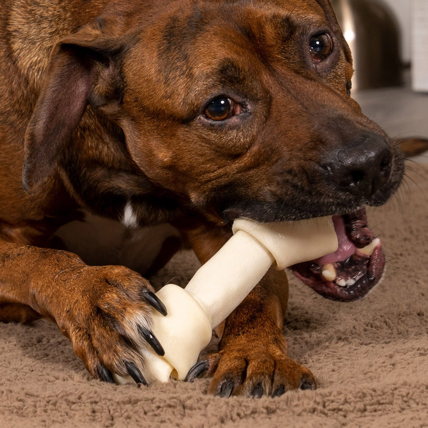 Pet Factory - Made in USA Beefhide Bone 6" Flavored Dog Treat