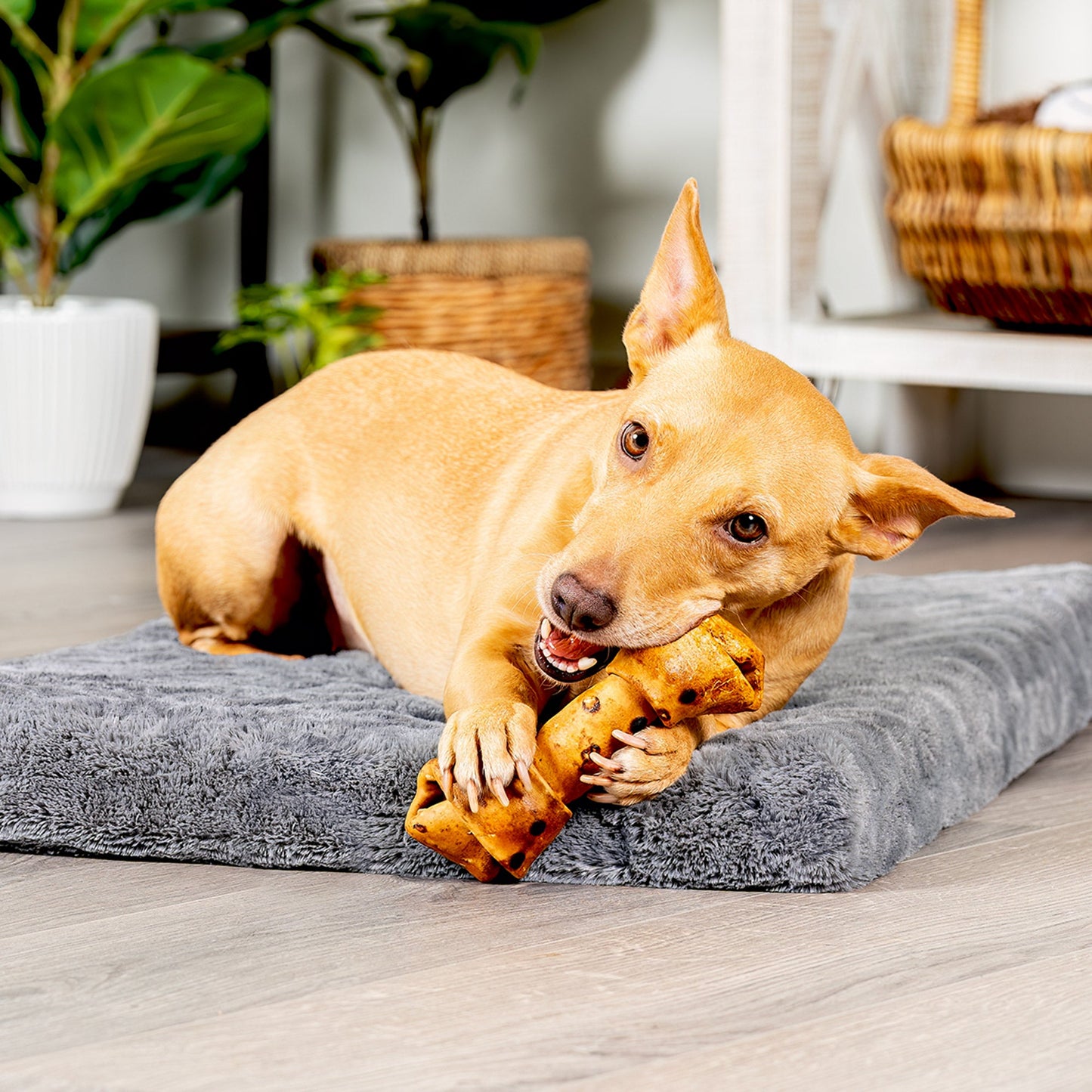 Pet Factory - Made in USA Beefhide Bone 6" Flavored Dog Treat