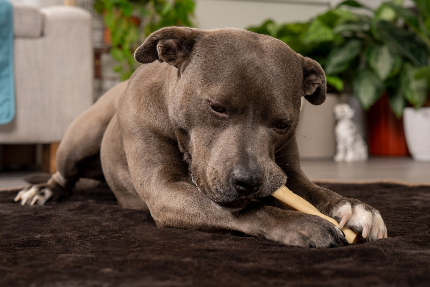 Pet Factory - CareChewz Collagen Wraps 6" Dog Treats