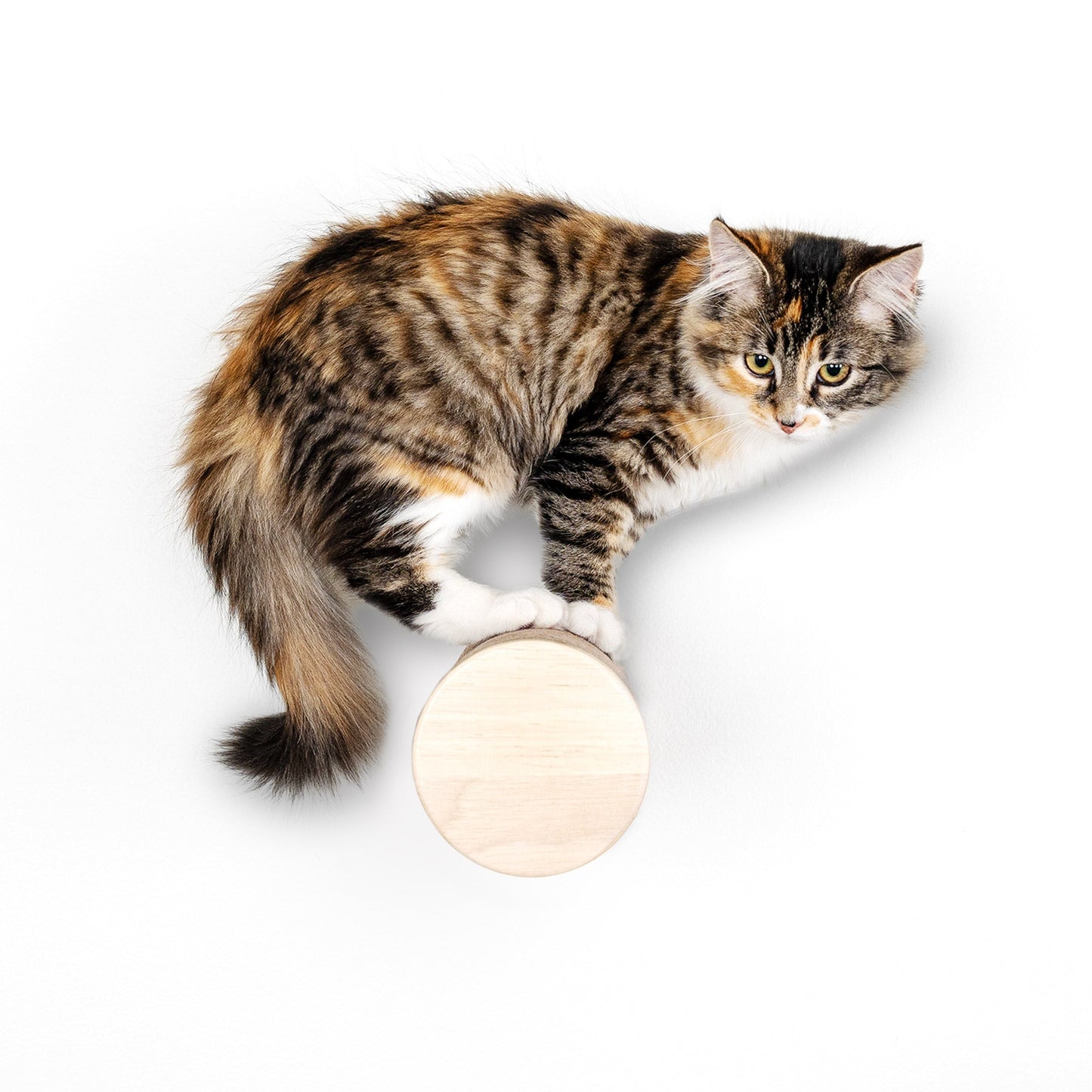 Ascentials by FurHaven Wall Mounted Milestone Post Cat Perch